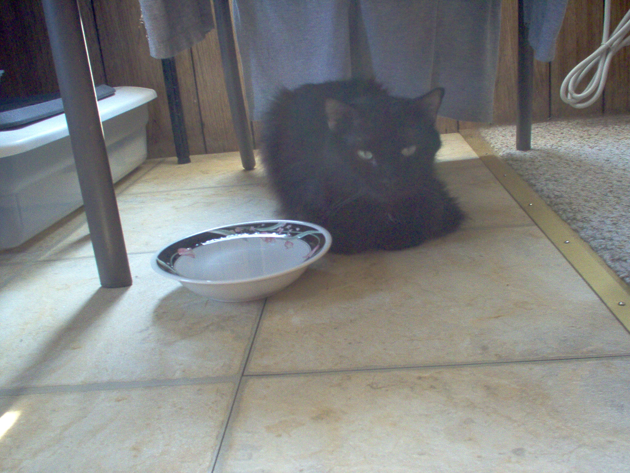 Cat, young female two to three years old. image 7