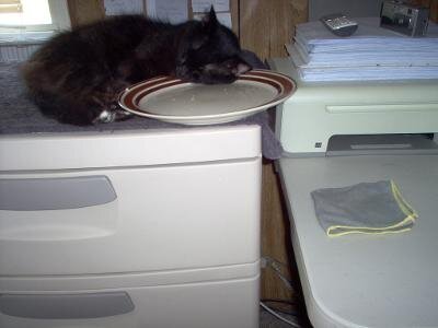 Cat, young female two to three years old. image 6