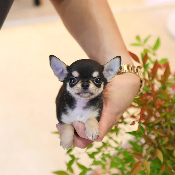 Cute and Sweet AKC Teacup Chihuahua puppies image 1