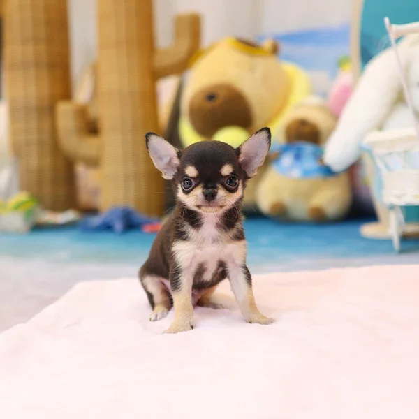 Cute and Sweet AKC Teacup Chihuahua puppies image 3