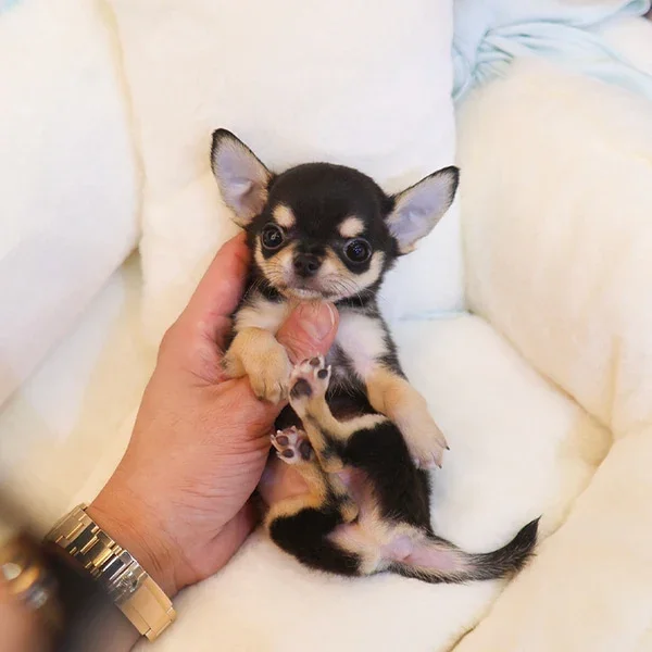 Cute and Sweet AKC Teacup Chihuahua puppies image 2