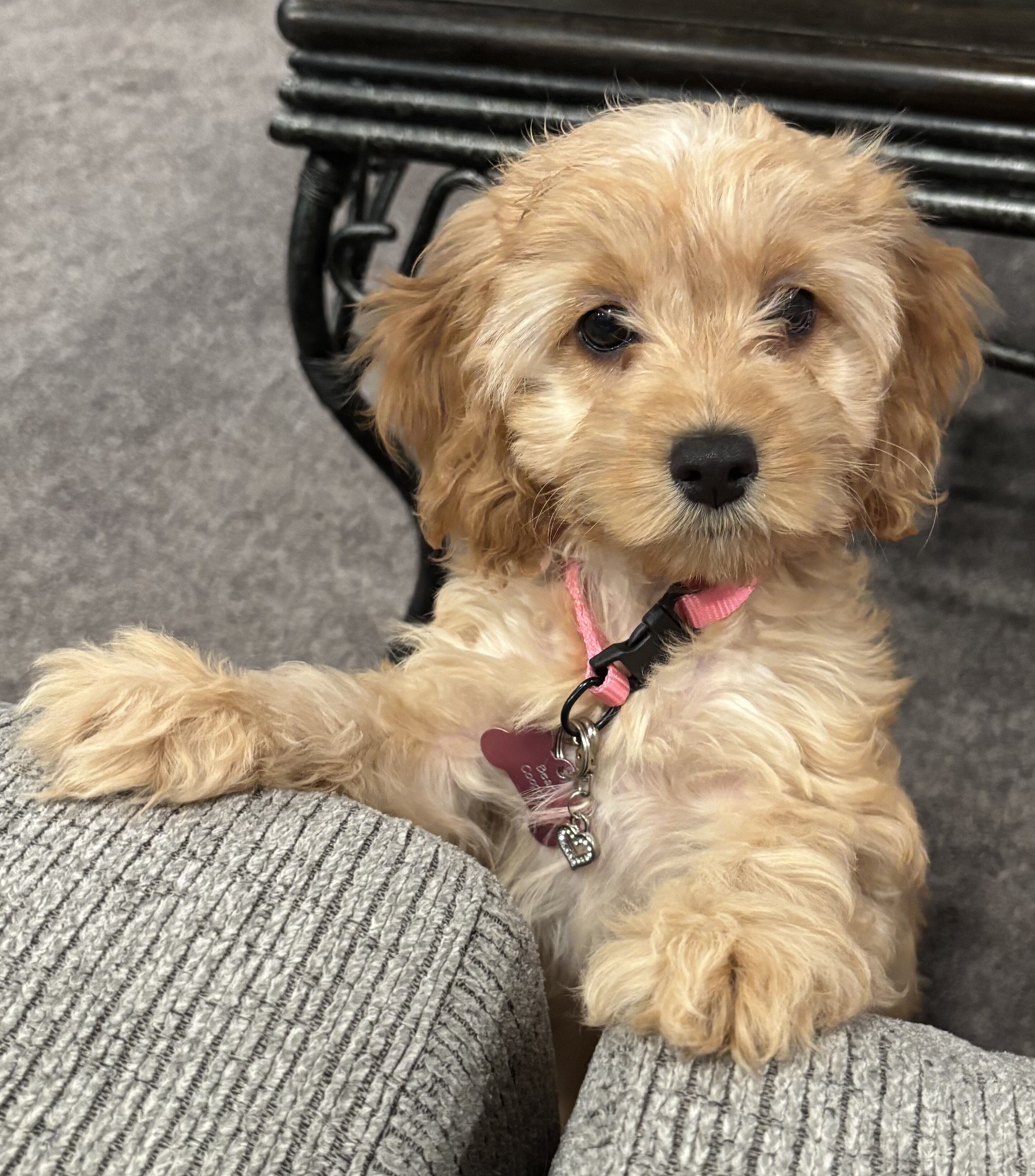Cockapoo image 1