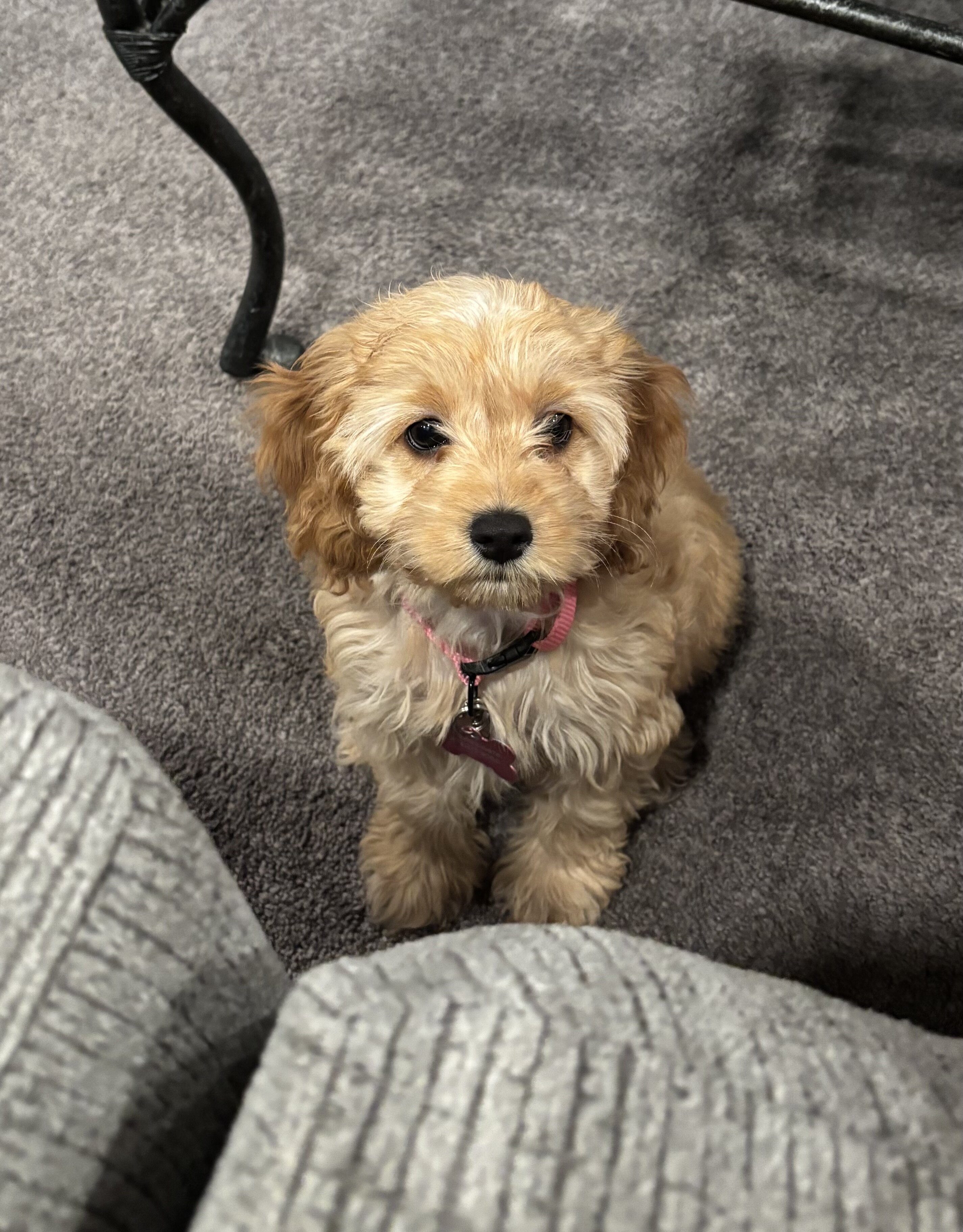 Cockapoo image 2