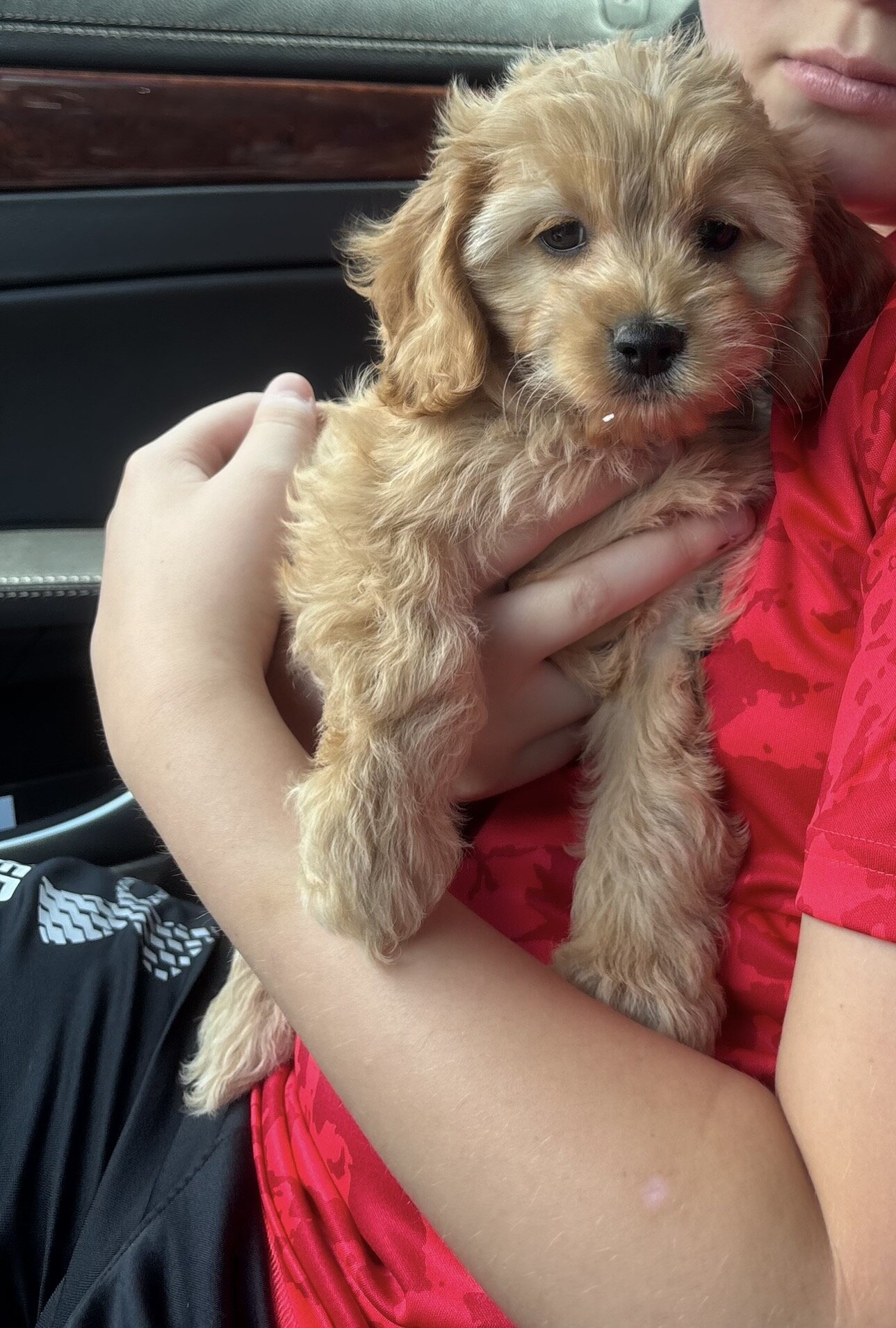 Cockapoo image 3
