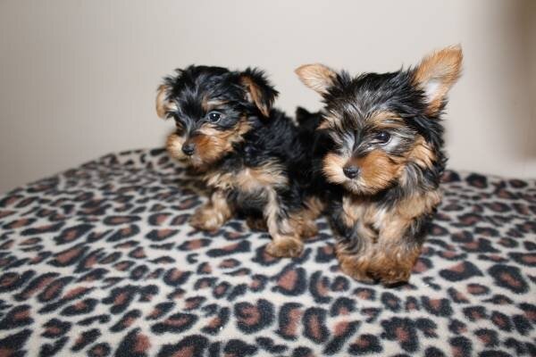 Perfect Size Yorkie Puppies image 1