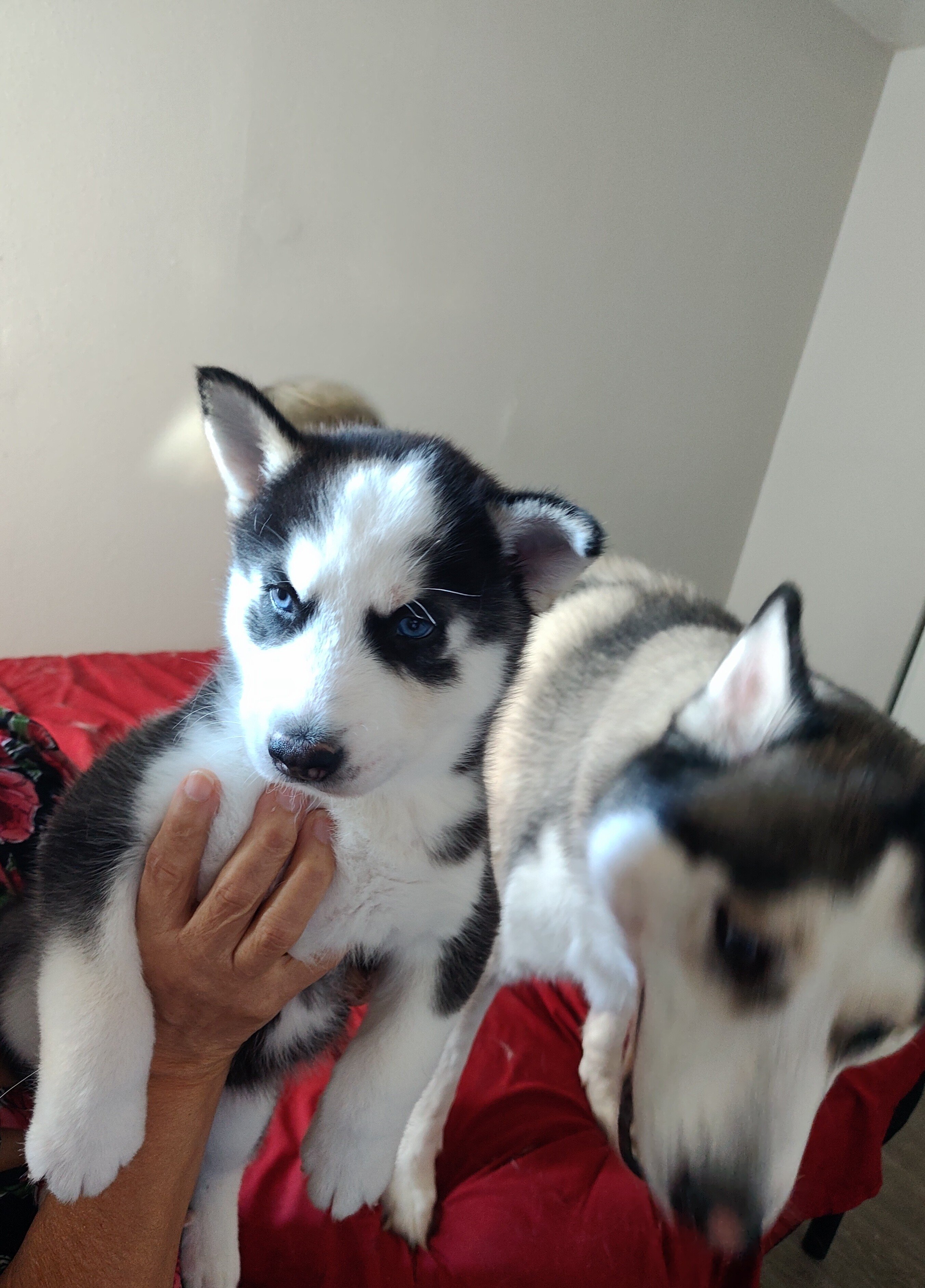 Siberian Husky 6wks image 1