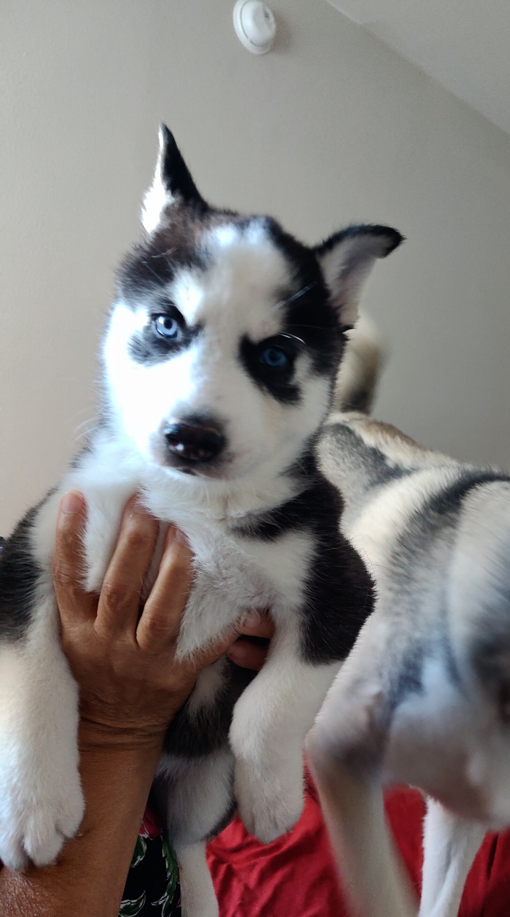 Siberian Husky 6wks image 3