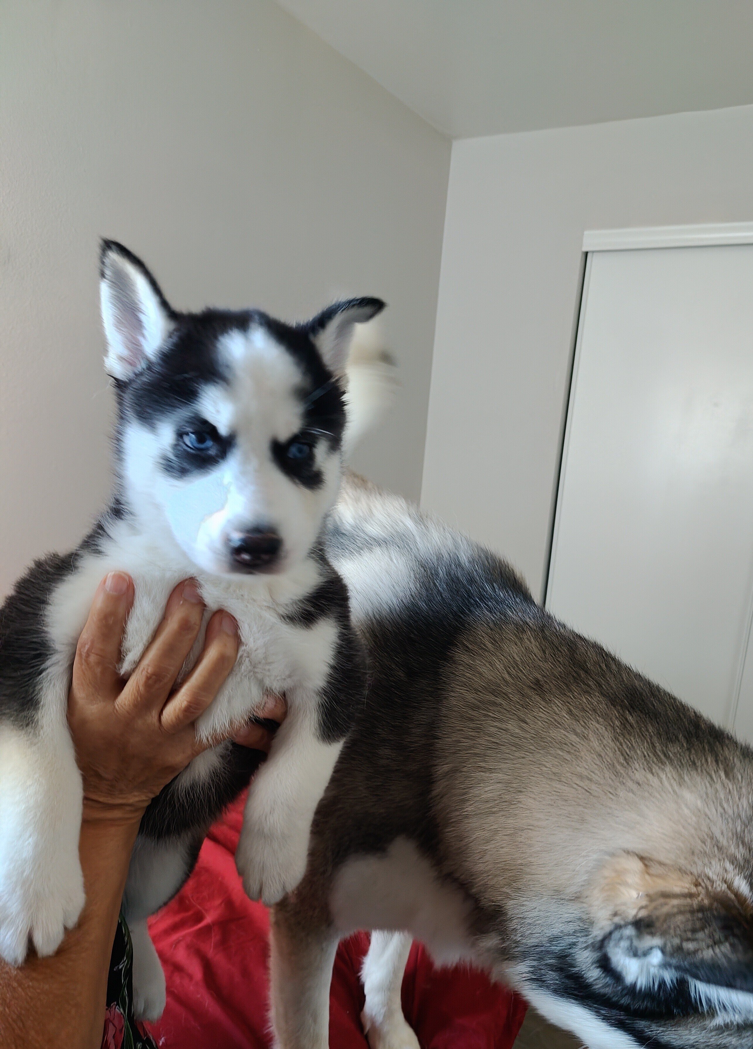 Siberian Husky 6wks image 2