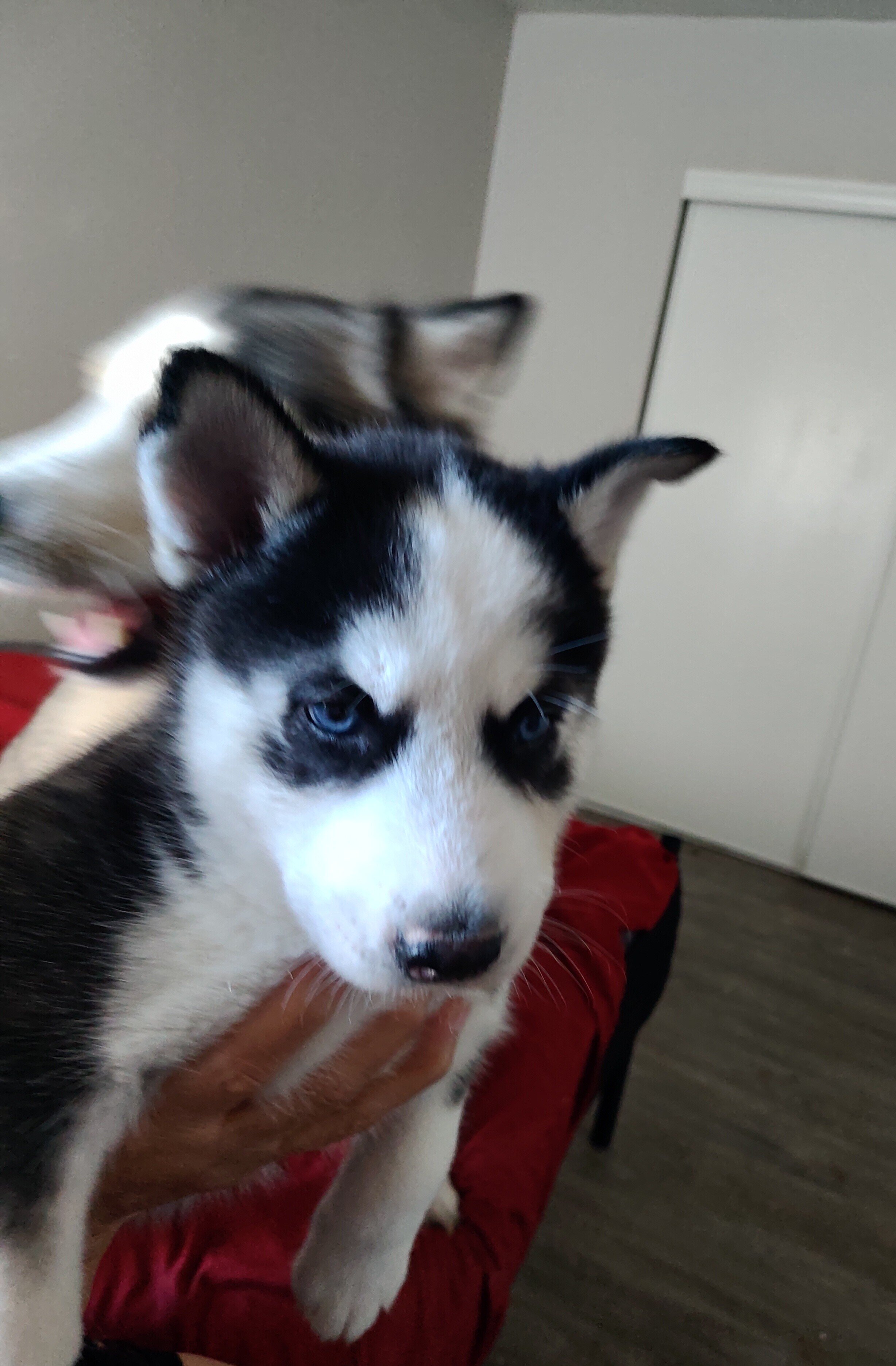 Siberian Husky 6wks image 4