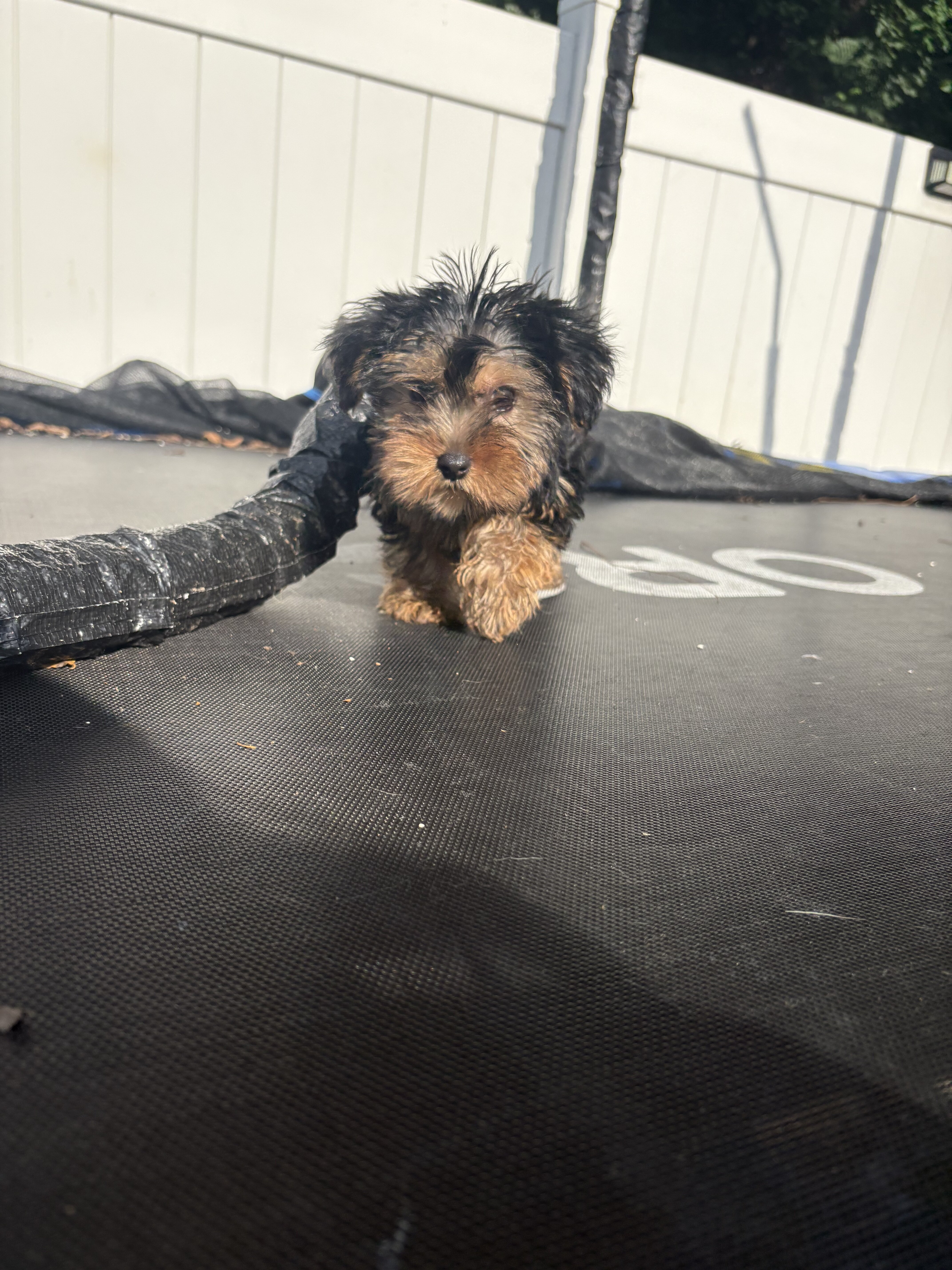 Toy Yorkies image 4