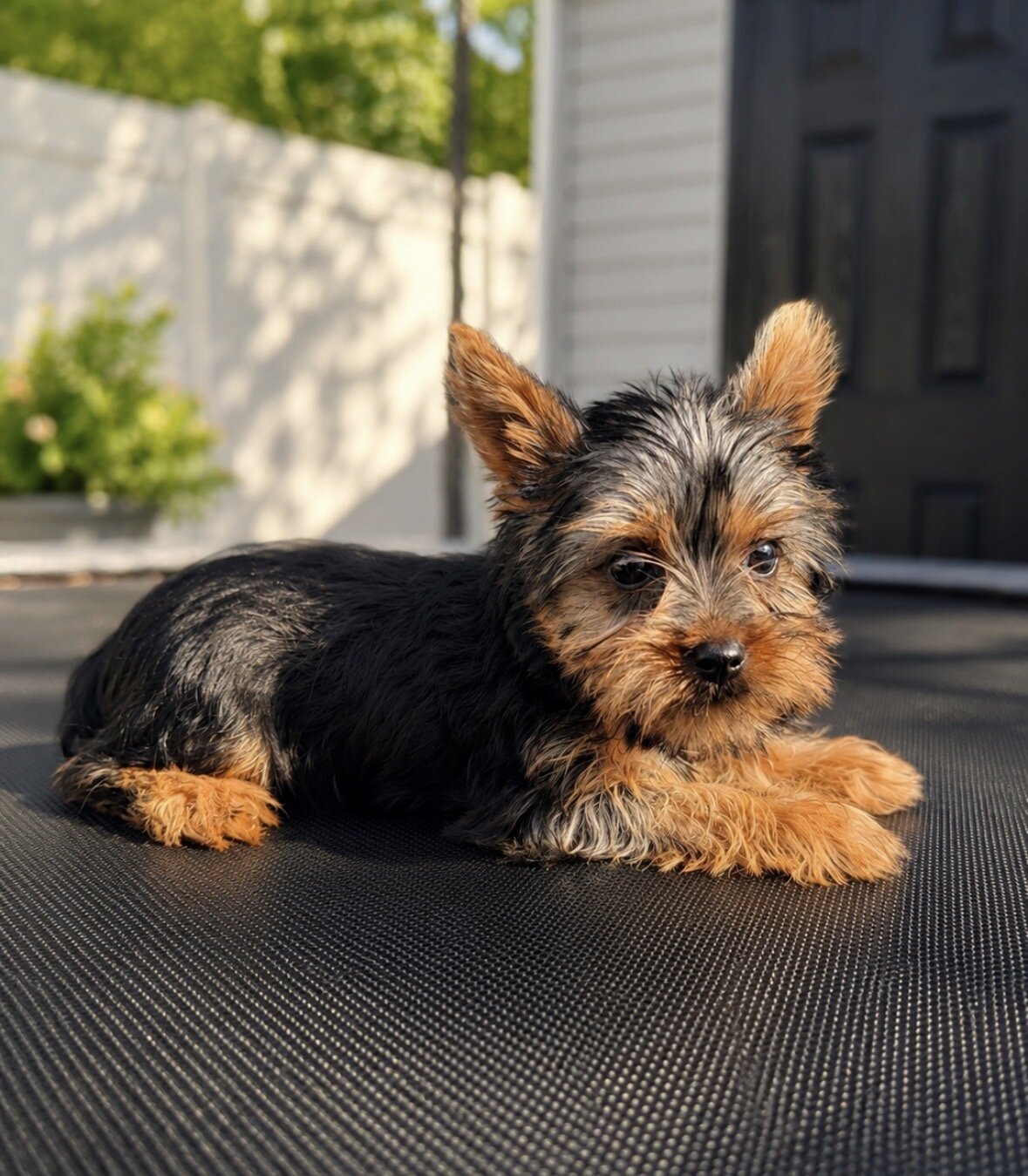 Toy Yorkies image 3