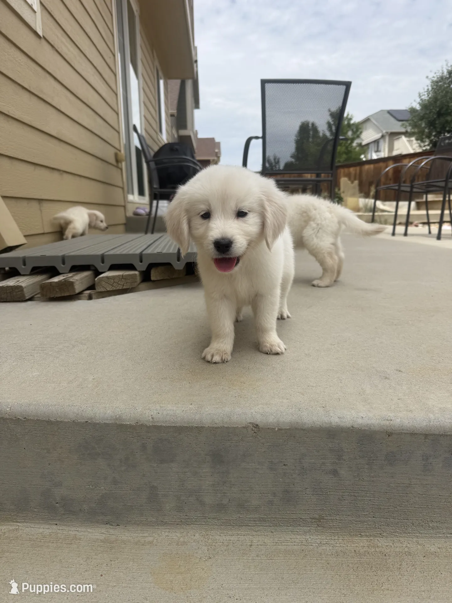 Chase Golden Retriever image 3
