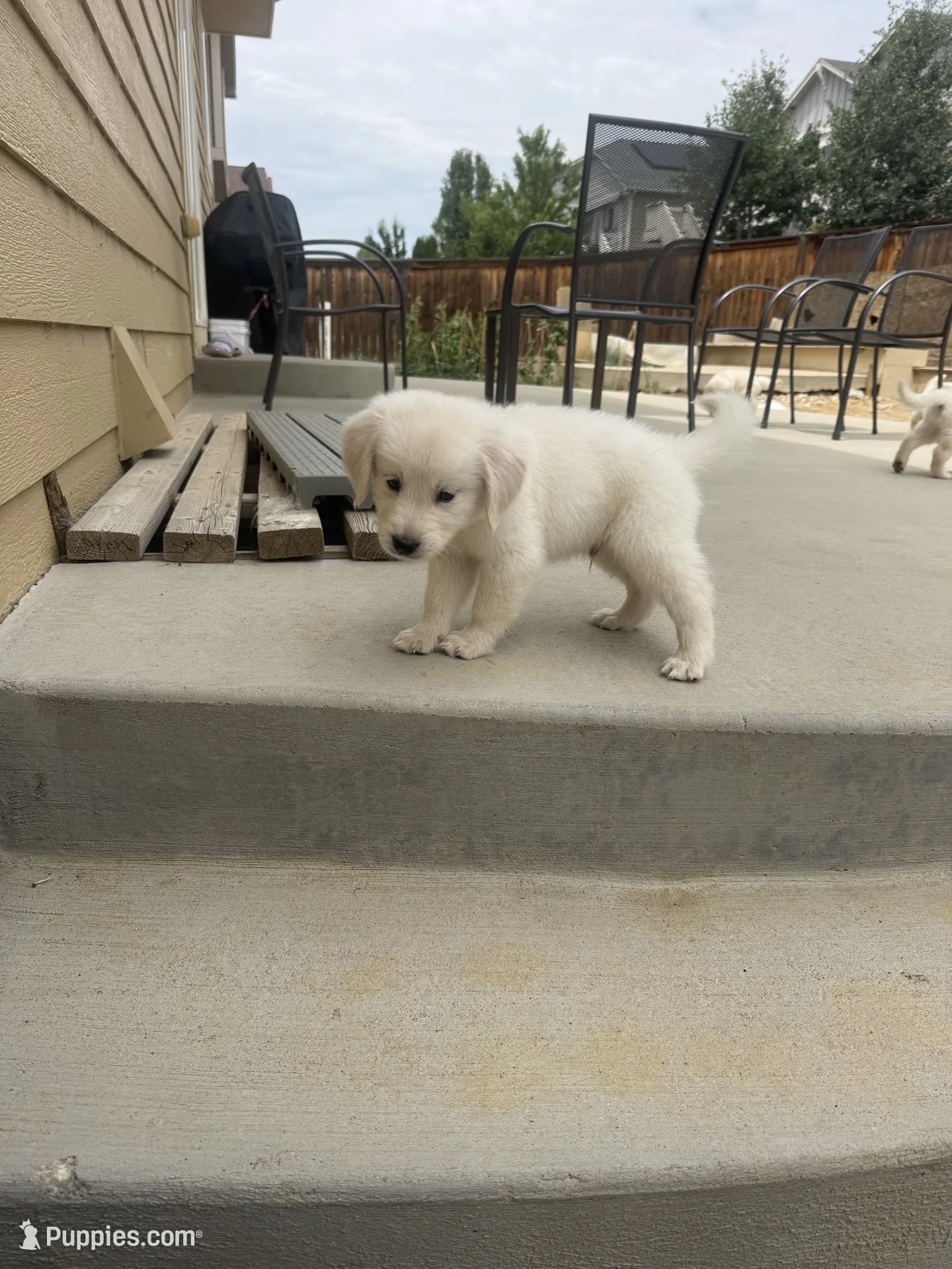 Chase Golden Retriever image 1