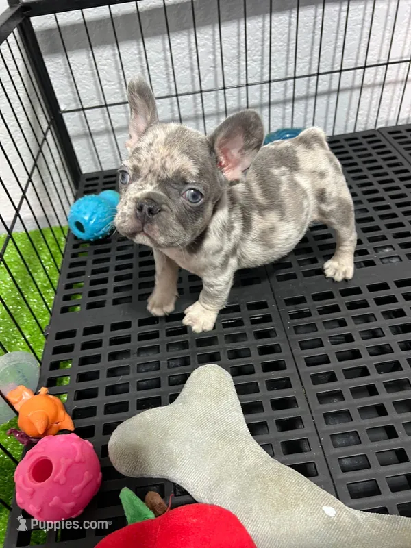 Blue Collar French Bulldog image 1
