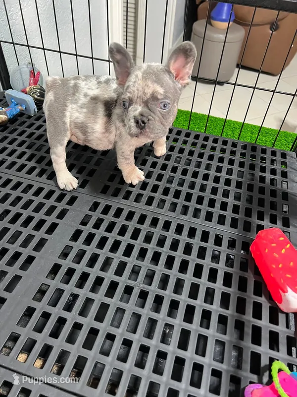 Blue Collar French Bulldog image 2