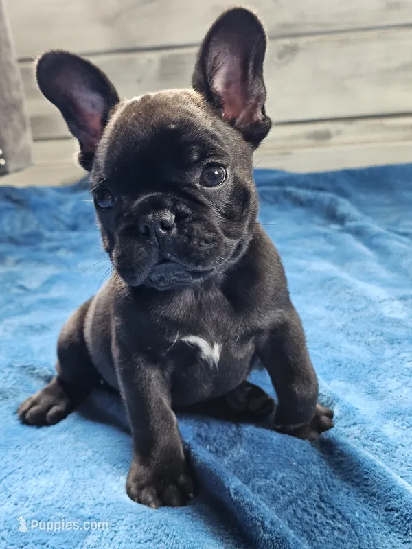 Guava French Bulldog For Sale image 1