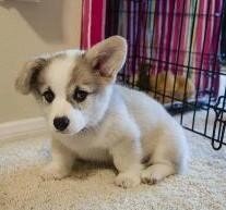 Males and Females Corgi Puppies image 2