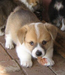 Males and Females Corgi Puppies image 3
