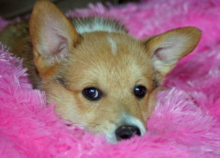 Males and Females Corgi Puppies image 1