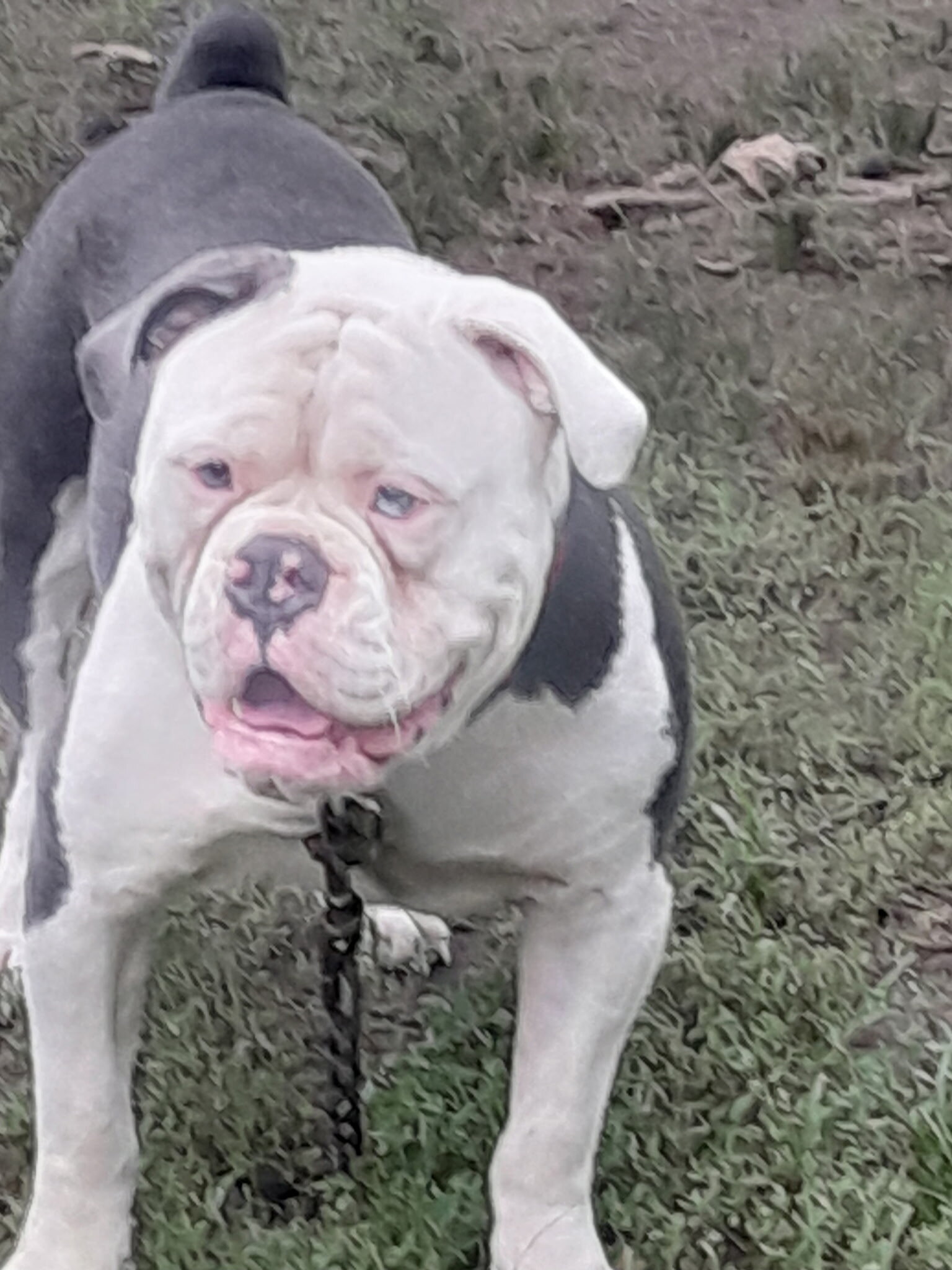 Old English Bull doggie for Stud image 1