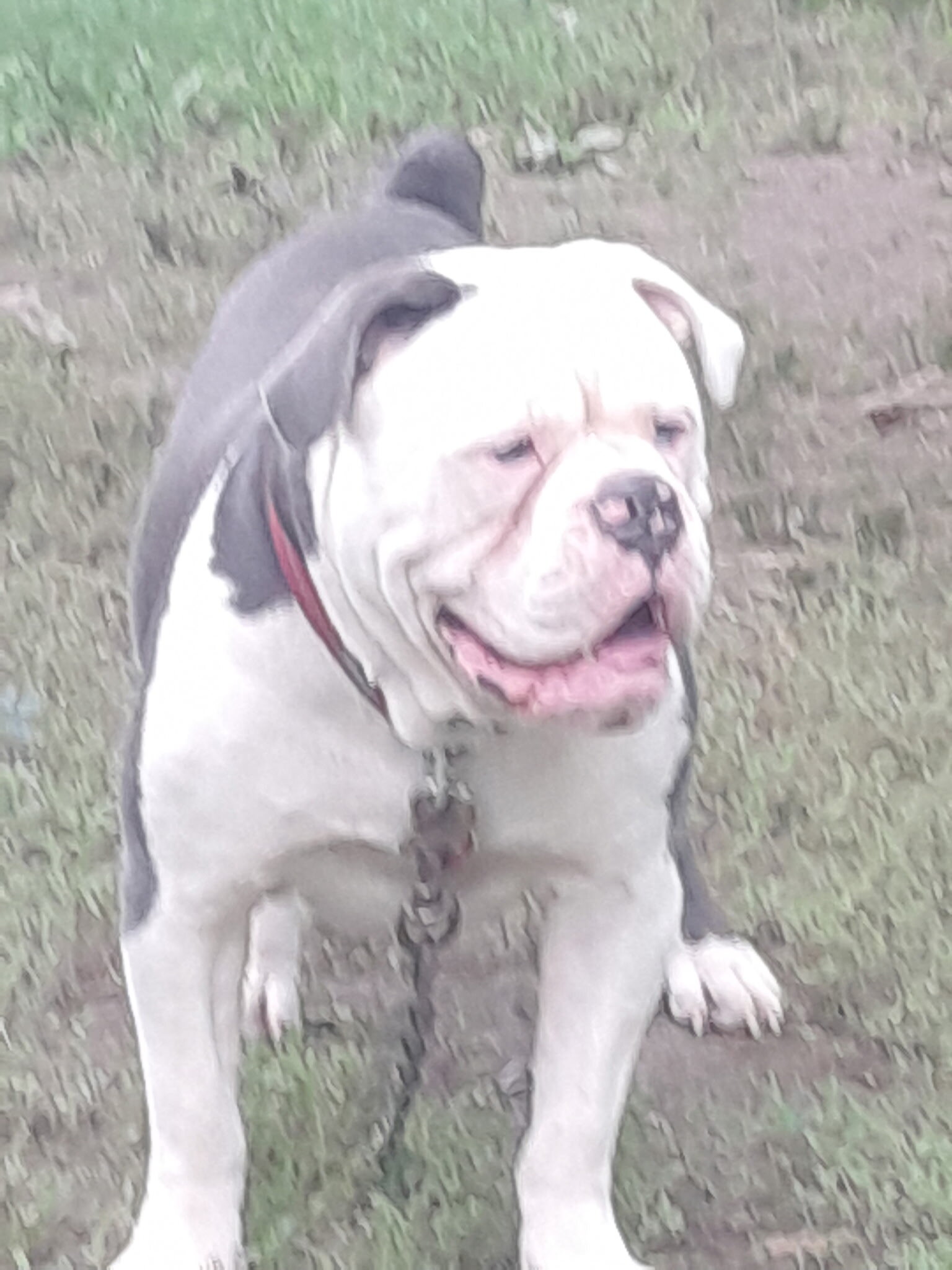 Old English Bull doggie for Stud image 2