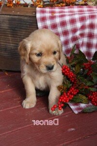 Pure Breed Golden Retriever Puppies image 1