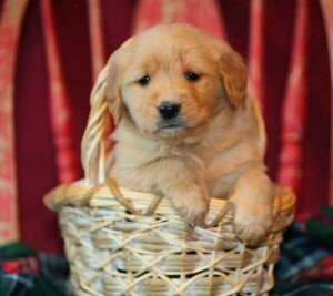 Pure Breed Golden Retriever Puppies image 2