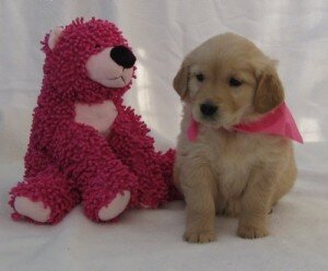 Pure Breed Golden Retriever Puppies image 3