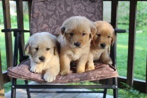 Pure Breed Golden Retriever Puppies image 4