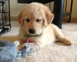 Pure Breed Golden Retriever Puppies image 5