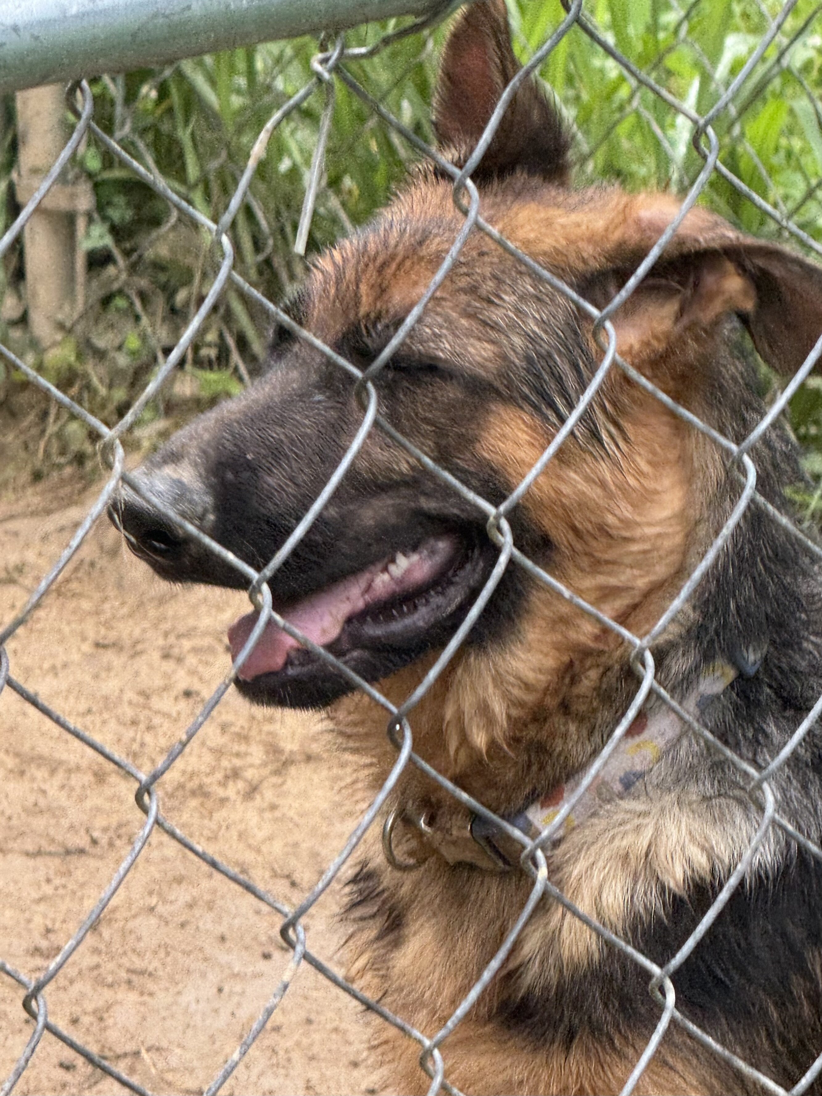 German shepherd puppies image 2