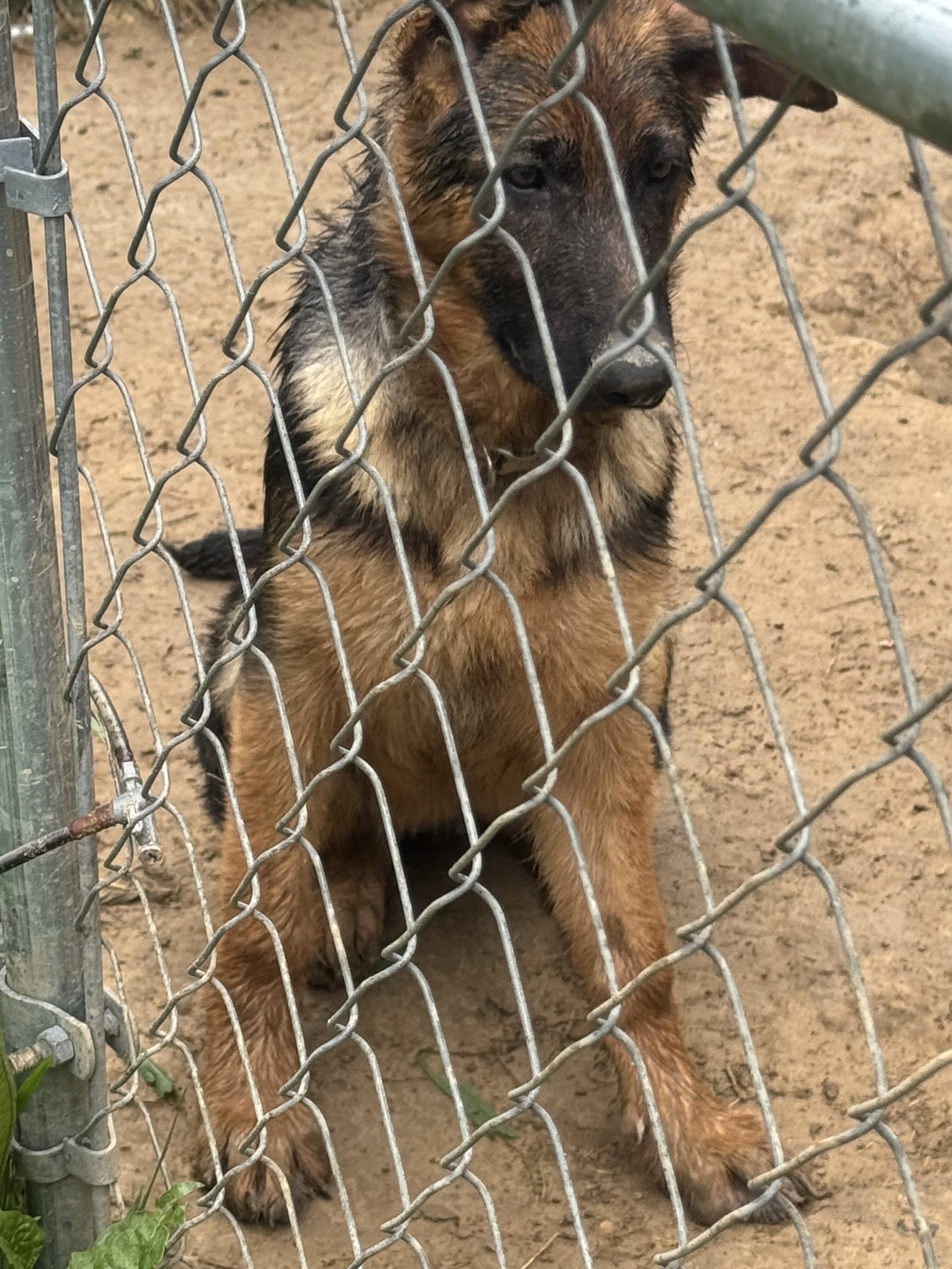 German shepherd puppies image 1
