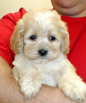 Cockapoo Puppies Ready Now image 2