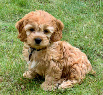 Cockapoo Puppies Ready Now image 1
