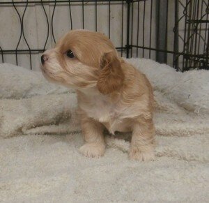 Cockapoo Puppies Ready Now image 3