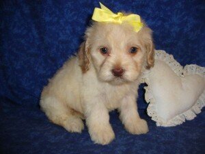 Cockapoo Puppies Ready Now image 4