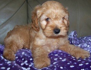 Cockapoo Puppies Ready Now image 5