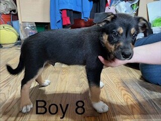 ABCA Border Collie Puppies - PRICE REDUCED image 3