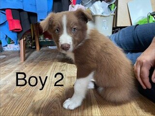 ABCA Border Collie Puppies - PRICE REDUCED image 4