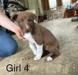 ABCA Border Collie Puppies - PRICE REDUCED image 1