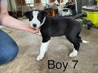 ABCA Border Collie Puppies - PRICE REDUCED image 2