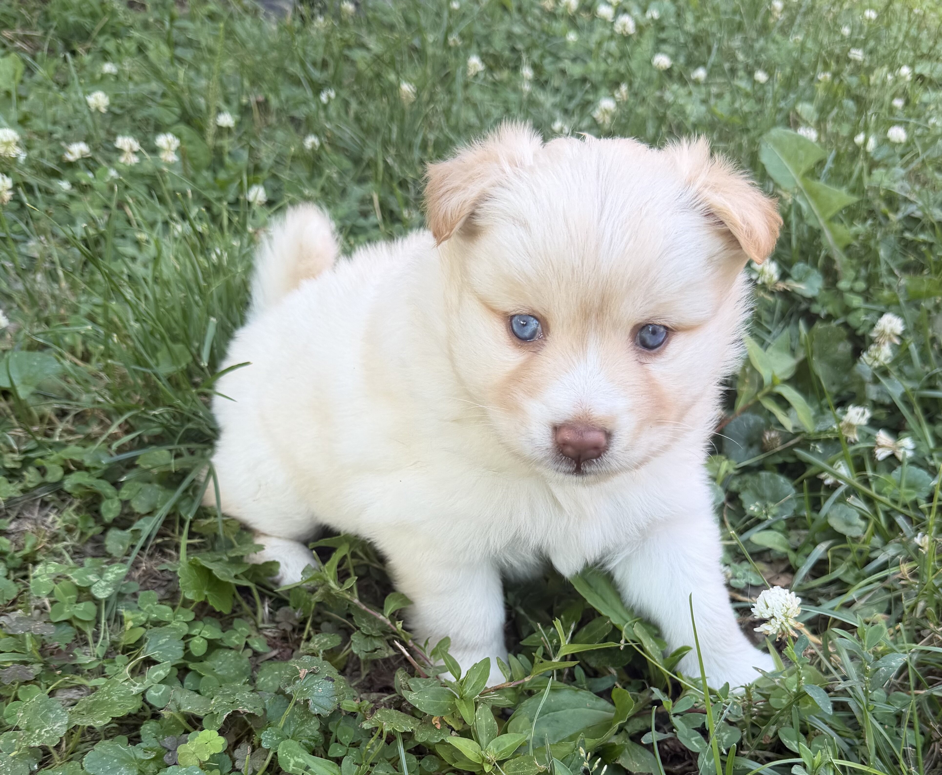 Pomsky Mixed Puppies image 3