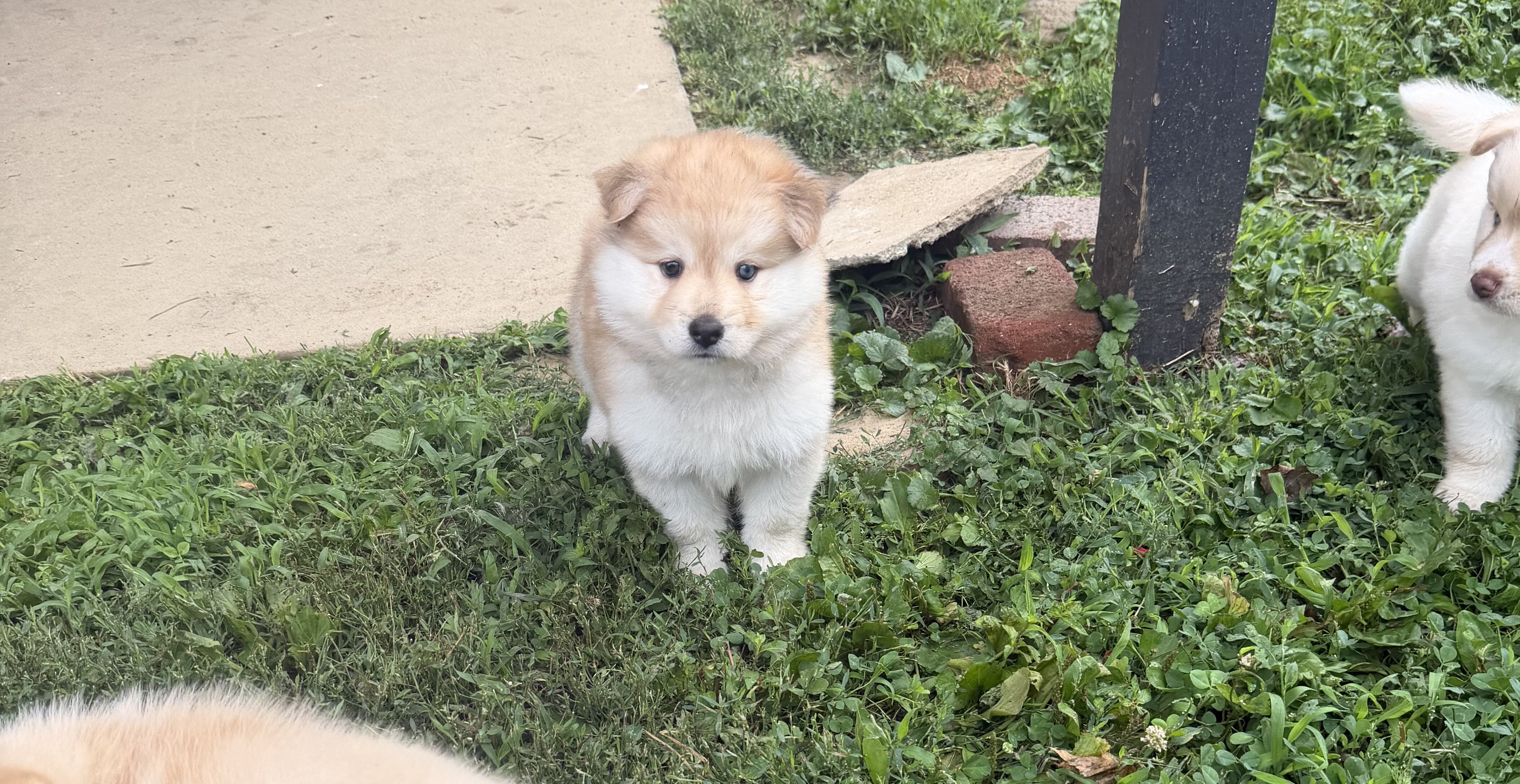 Pomsky Mixed Puppies image 2