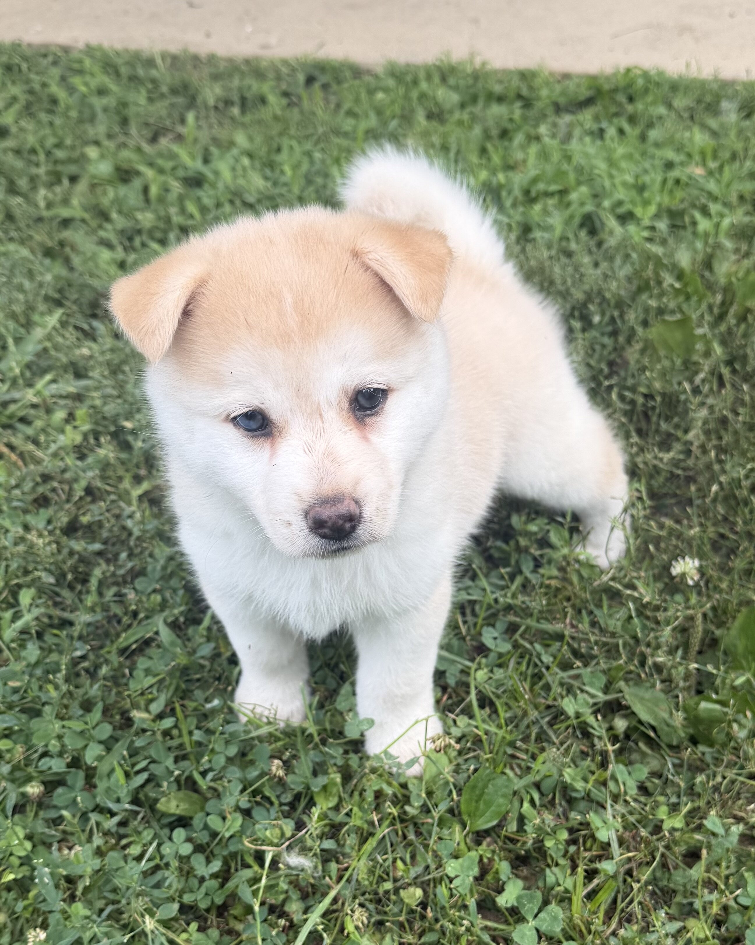 Pomsky Mixed Puppies image 1