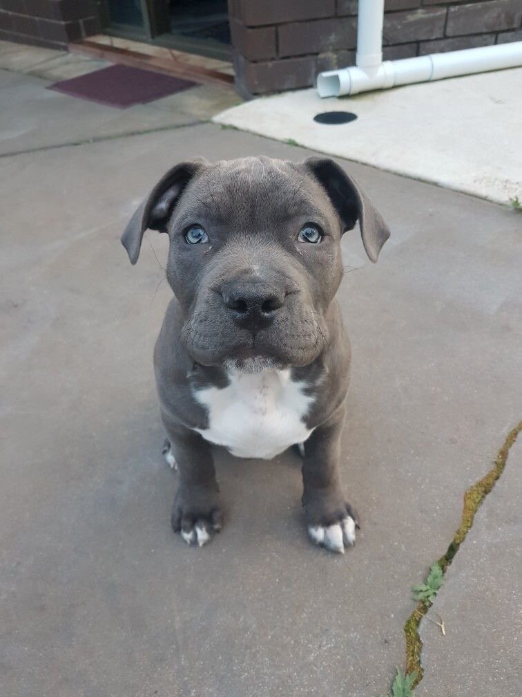 American Pit Bull Terrier image 1