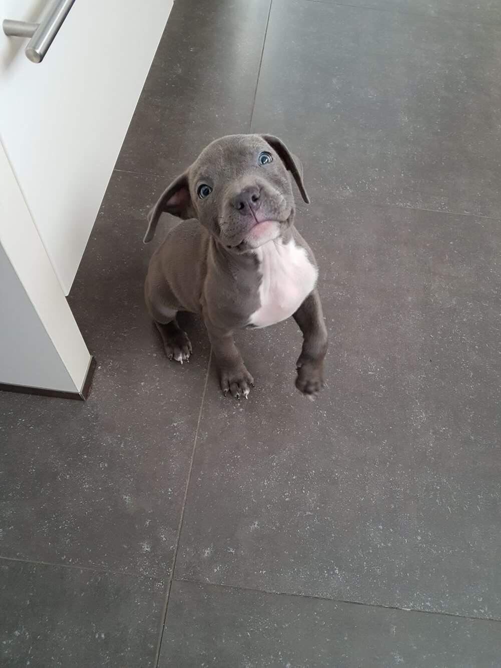 American Pit Bull Terrier image 2