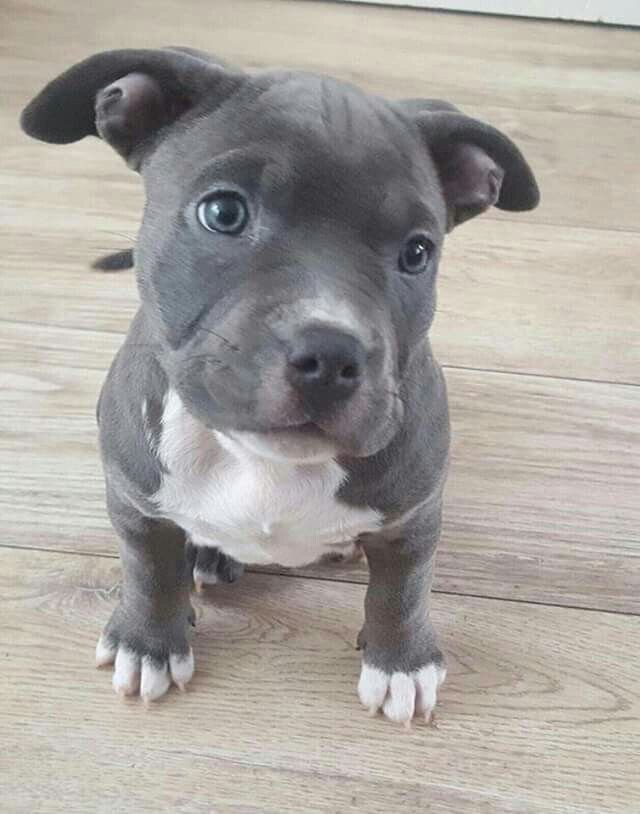 American Pit Bull Terrier image 3
