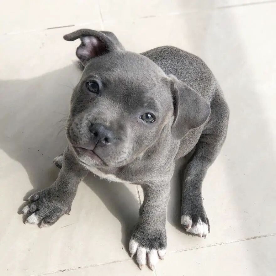 American Pit Bull Terrier image 4