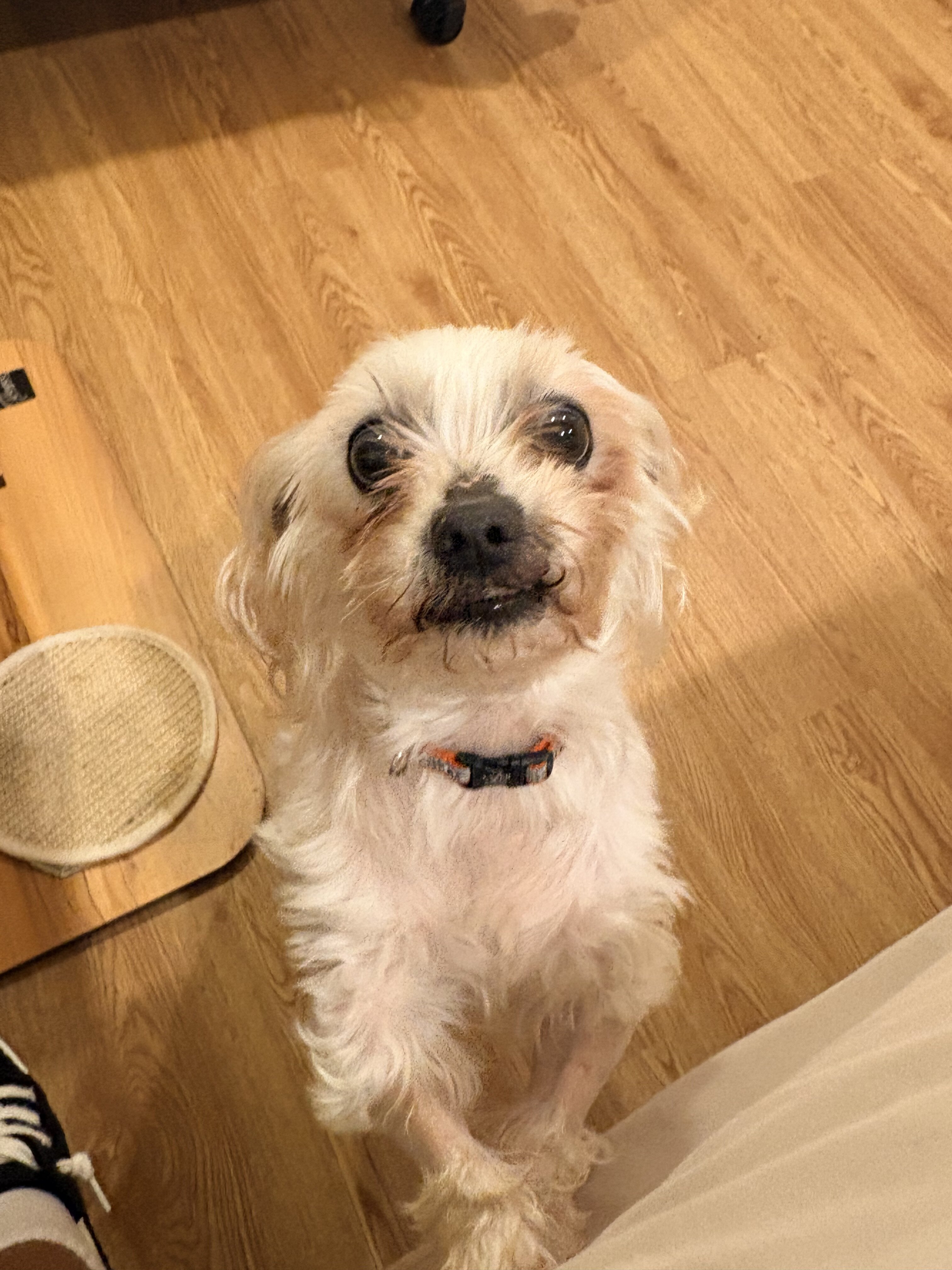 Full blood Maltese image 1