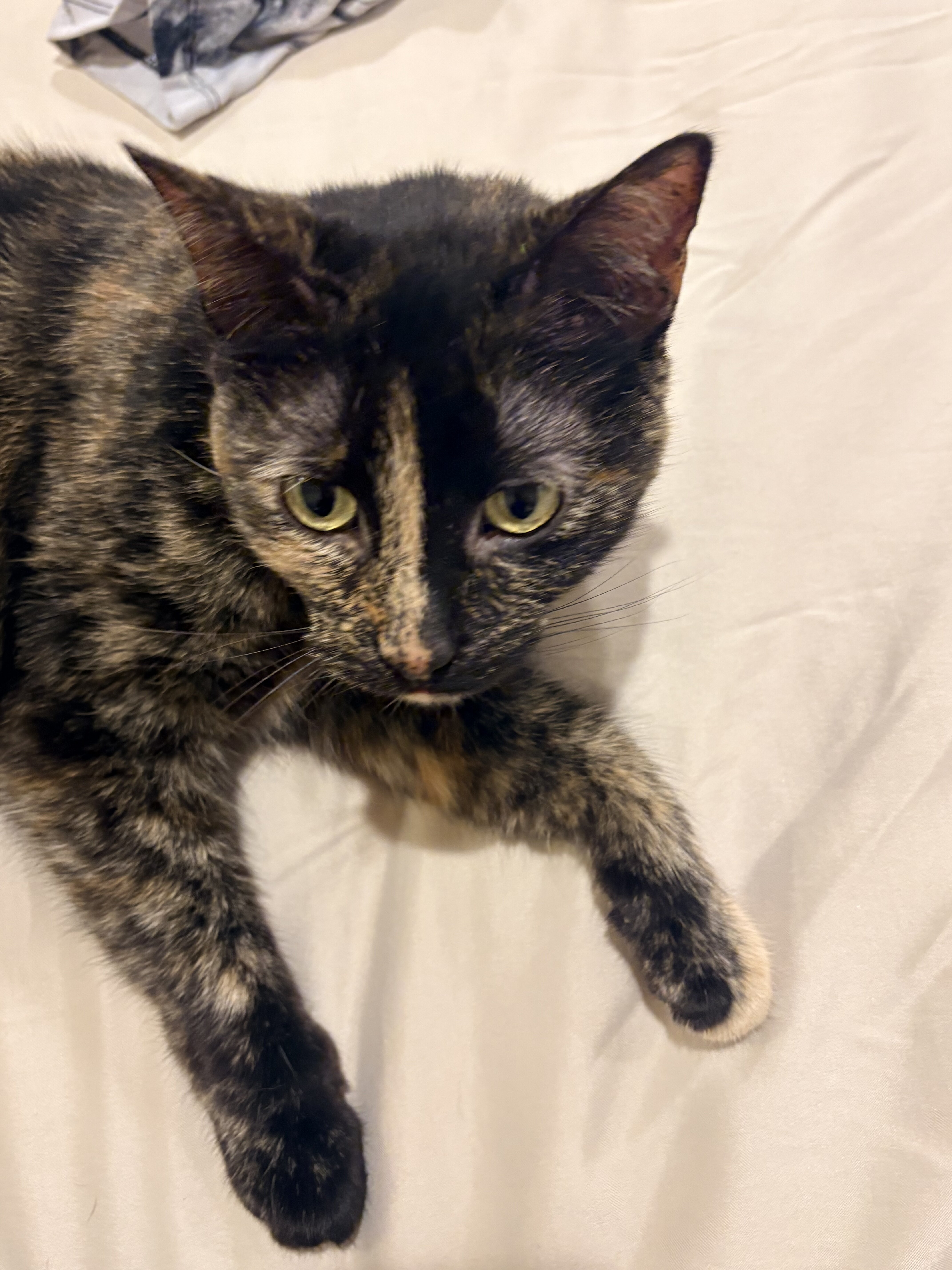 Full blood Tortoiseshell cat image 1